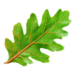 Naklejka premium Close-up Detail of Fresh Green Oak Leaf with Veins and Texture
