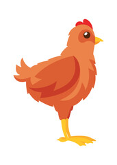 Grown chicken domestic farm bird