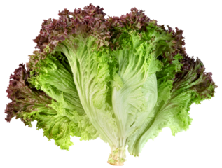 red coral lettuce isolated