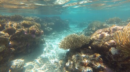 Fototapeta premium Underwater View of Vibrant Coral Reef in Clear Tropical Waters
