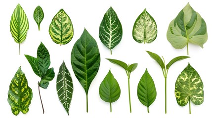 Tropical plant leaves lying gracefully on a clean white background. Showcasing the unique shapes and vibrant green hues of these tropical plant leaves, presenting their natural beauty vividly, which 
