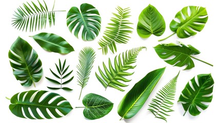 Tropical plant leaves lying gracefully on a clean white background. Showcasing the unique shapes and vibrant green hues of these tropical plant leaves, presenting their natural beauty vividly, which c