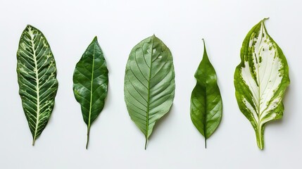 Obraz premium Tropical plant leaves gracefully positioned on a clean white background, Displaying their unique shapes and vibrant green hues, Ideal for adding a touch of exotic charm to various designs or projects.