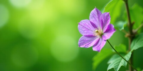 Obraz premium A Delicate Purple Blossom on a Vibrant Green Background, Nature's Gentle Beauty in Full Bloom