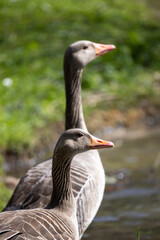 A beautiful and serene outdoor scene featuring two elegant geese gracefully positioned next to a tranquil water source