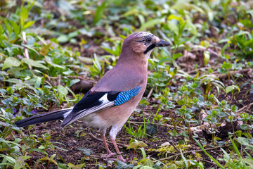 A vibrant and colorful jay bird actively foraging on the ground amidst the lush greenery of its habitat