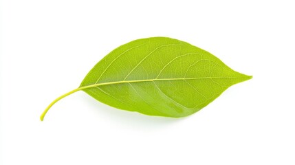 A vibrant green leaf on a white background, showcasing its texture and natural beauty.
