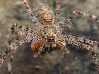 PA240510 juvenile lichen huntsman spider, Heteropoda boiei, feeding on an insect, cECP 2024