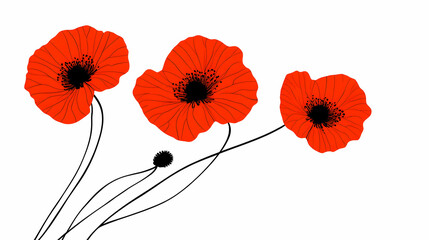 Obraz premium Vibrant Red Poppies, A Floral Illustration on White Background