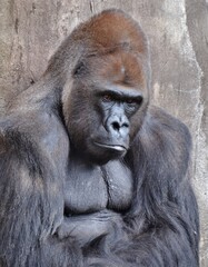 Male gorilla sitting up against a stone cliff.  © michaelfitz
