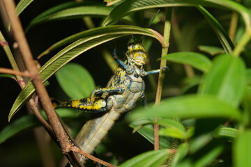 Grasshoppers are fascinating insects known for their powerful hind legs, which allow them to make long, dramatic jumps.  