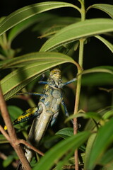 Grasshoppers are fascinating insects known for their powerful hind legs, which allow them to make long, dramatic jumps.  