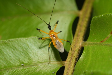 Cosmolestes picticeps is an insect, specifically a species of assassin bug belonging to the family...