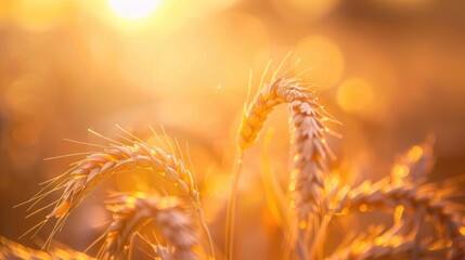 Golden Wheat in the Setting Sun