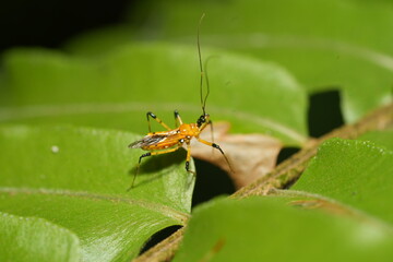 Cosmolestes picticeps is an insect, specifically a species of assassin bug belonging to the family Reduviidae.