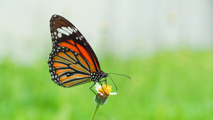 Monarch Butterfly on a Flower. A vivid orange and black monarch butterfly perched on a small white and yellow flower, with a vibrant green background.
