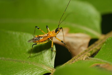 Cosmolestes picticeps is an insect, specifically a species of assassin bug belonging to the family Reduviidae.