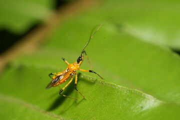 Cosmolestes picticeps is an insect, specifically a species of assassin bug belonging to the family Reduviidae.