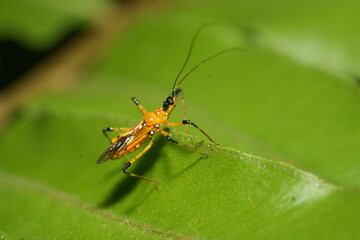 Fototapeta premium Cosmolestes picticeps is an insect, specifically a species of assassin bug belonging to the family Reduviidae.