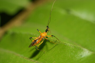 Cosmolestes picticeps is an insect, specifically a species of assassin bug belonging to the family Reduviidae.