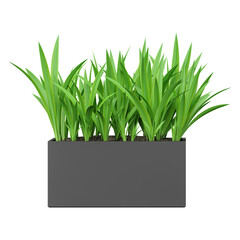 3d render of Screwpine plant in planter isolated on transparent Canvas