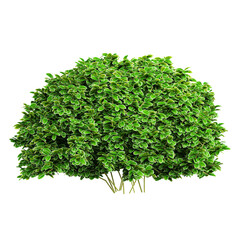 collection of Aglaia duperreana tree with realistic style