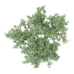 collection of Thyme tree with realistic style from top view