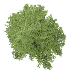 Obraz premium Green Thyme plant isolated on transparent Canvas