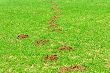 Mole burrows in a sprouting winter wheat field