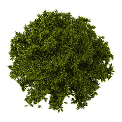 Top view of Poplar tree isolated on transparent Canvas