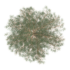 Top view of Pinus sylvestris tree isolated on transparent Canvas