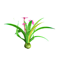 3d illustration of Monocotyledon plants isolated on transparent canvas