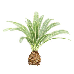Fototapeta premium 3d illustration of Sago palm isolated on transparent canvas