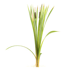 collection of Narrowleaf cattail plants with realistic style