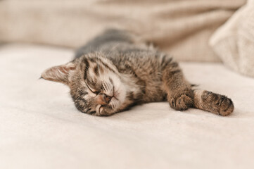 Cute little striped kitten is sleeping sweetly