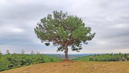 A Turkish pine (Pinus brutia) tree in a field in Mediterranean nature in a cold winter day