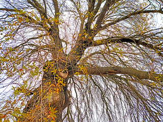 Stem and branches of a terebinth tree in Mediterranean nature in winter