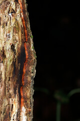 広葉樹の幹と樹皮の隙間に長細く着生する赤茶色の菌界生物（晴天下・自然光・マクロ撮影）