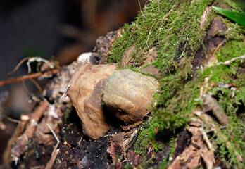 苔生える倒木に木の硬質な瘤そっくりなサルノコシカケ科キノコ（自然光+ストロボ・マクロ接写）