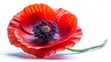 poppy flower isolated on white