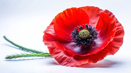 red poppy flower