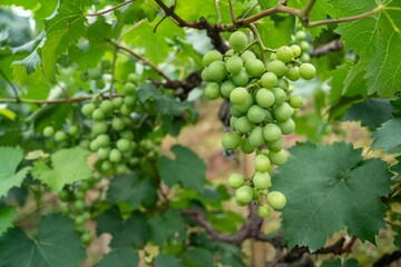 Lush summer grapes hanging on vines in a warm vineyard setting