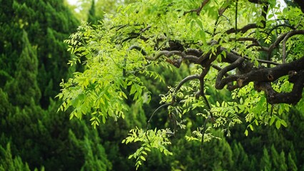 Summer greenery in Jiangnan Garden highlights tranquility and natural beauty of Tinglin Garden