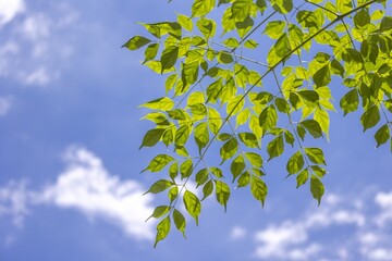 Bright green leaves stretch towards a clear blue summer sky filled with fluffy clouds