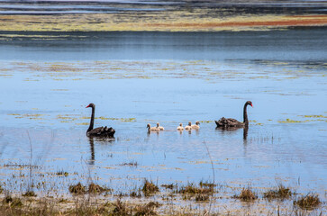 Black swan family gracefully floating on Myponga Reservoir, surrounded by serene water and natural beauty