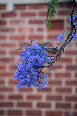Close-up of jacaranda flowers against a brick wall, combining natural beauty with urban charm
