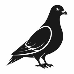 Fototapeta premium silhouette of Pigeon vector on white background