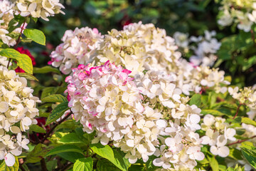 Romantic, soft and beautiful pattern pink hydrangea flowers background