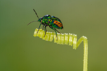 Scutelleridae is a family of true bugs. They are commonly known as jewel (stink) bugs or metallic...