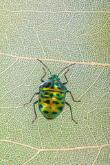 Scutelleridae is a family of true bugs. They are commonly known as jewel (stink) bugs or metallic shield bugs due to their often brilliant coloration. With the name based on the Asian genus Scutellera